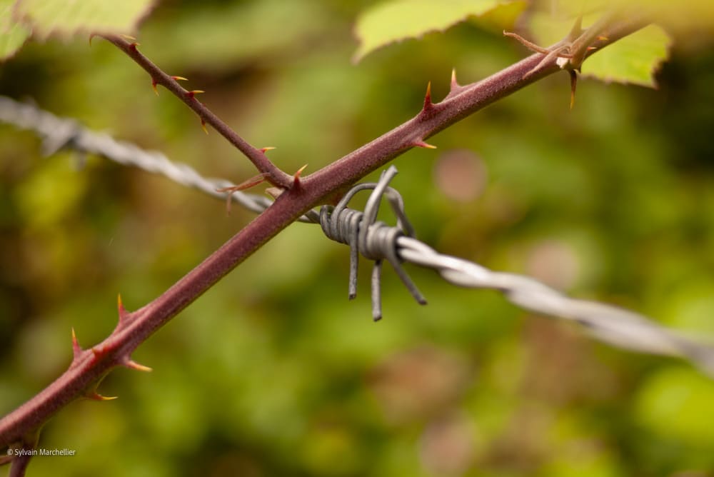 Photo de Sylvain Marchellier